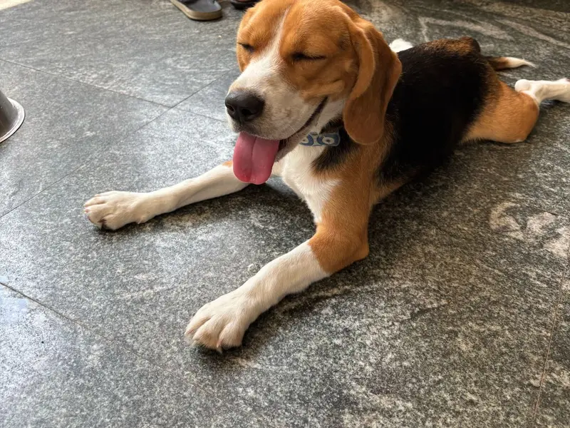 Ginger's Pet Stay: Dog Boarding, Dog Kennel & Dog DayCare, photo 2