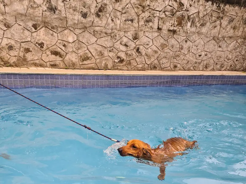 Ginger's Pet Stay: Dog Boarding, Dog Kennel & Dog DayCare, photo 3