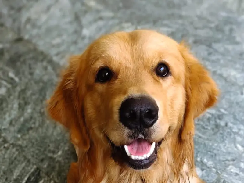 Ginger's Pet Stay: Dog Boarding, Dog Kennel & Dog DayCare, photo 5