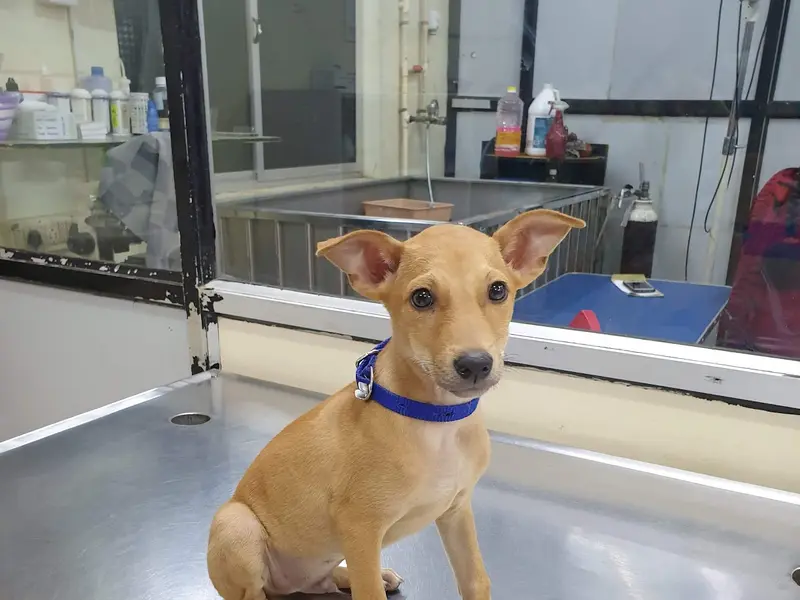 Barking Fine Hospital | Pet Clinic in Chennai | Pet Laparoscopic Surgery in Chennai | Pet cataract Surgery in Chennai, photo 3