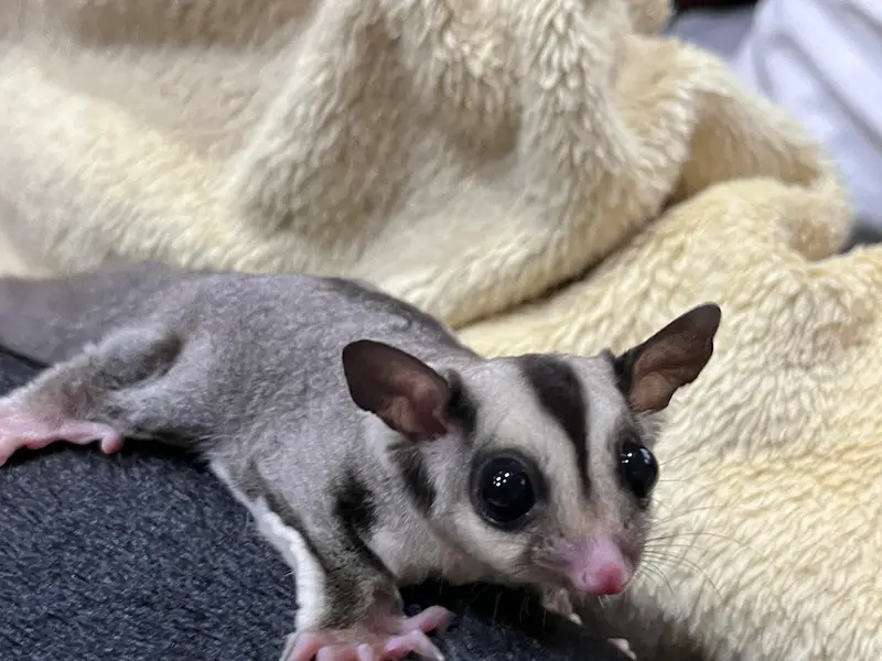BK PET PARADISE, photo 2