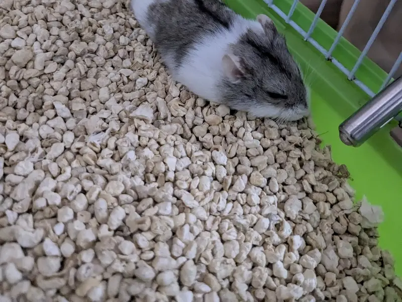 BK PET PARADISE, photo 3
