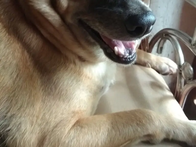 Krishna Pet Speciality Clinic, photo 4