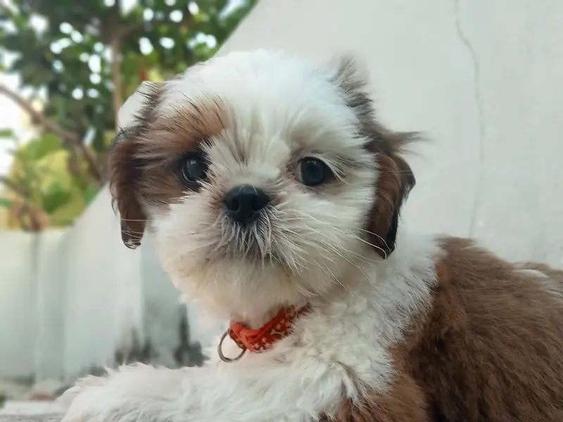 Krishna Pet Speciality Clinic, photo 5