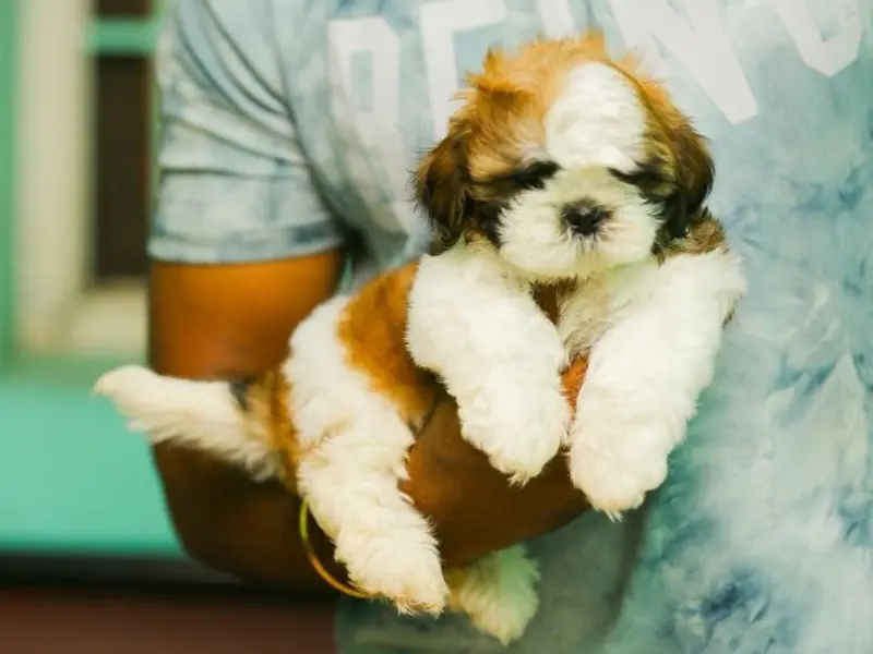 Puppies For Sale, photo 2