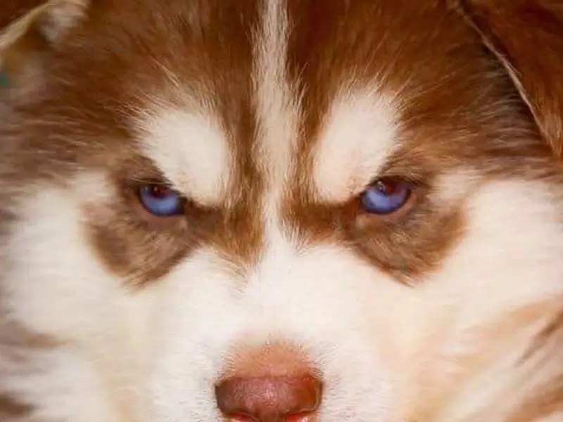 Puppies For Sale, photo 3