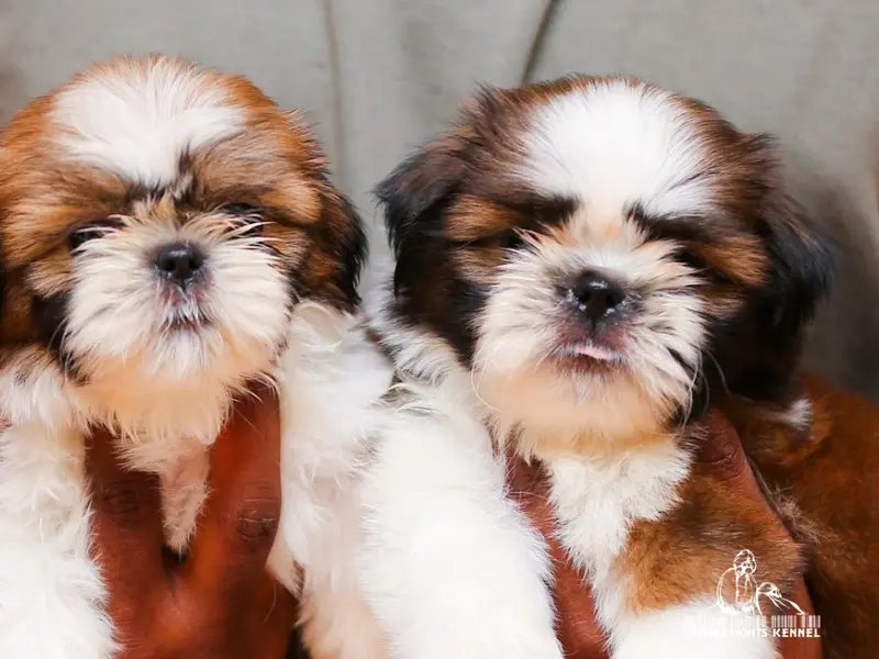 Puppies For Sale, photo 4