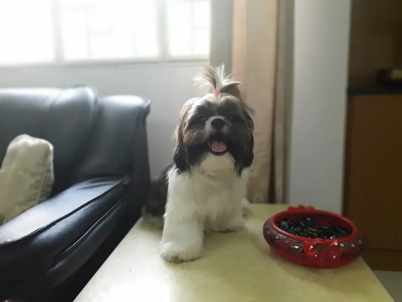 PETS Pavilion Mobile Pet Grooming services, photo 2