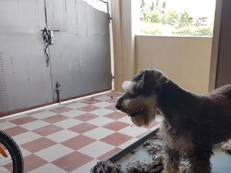 PETS Pavilion Mobile Pet Grooming services, photo 3