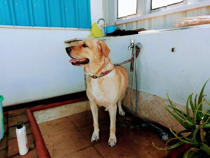 PETS Pavilion Mobile Pet Grooming services, photo 4
