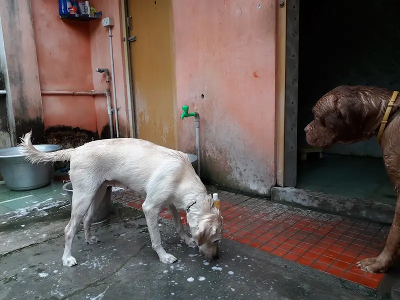 PETS Pavilion Mobile Pet Grooming services, photo 5