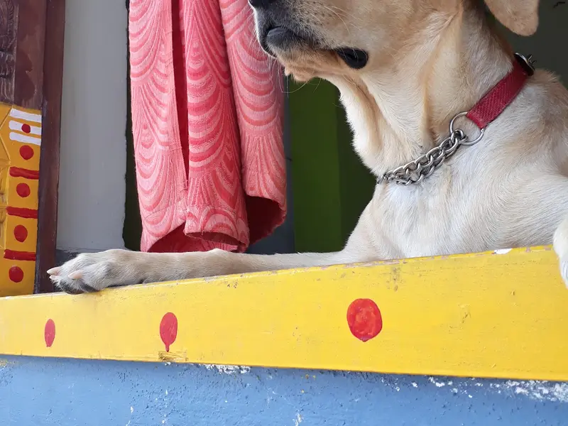 Deivayanai Pet Clinic porur, photo 2