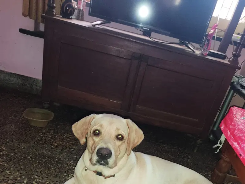 Dream Doggies, photo 4