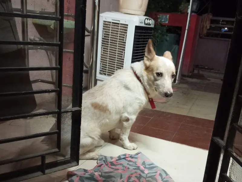 Dream Doggies, photo 5