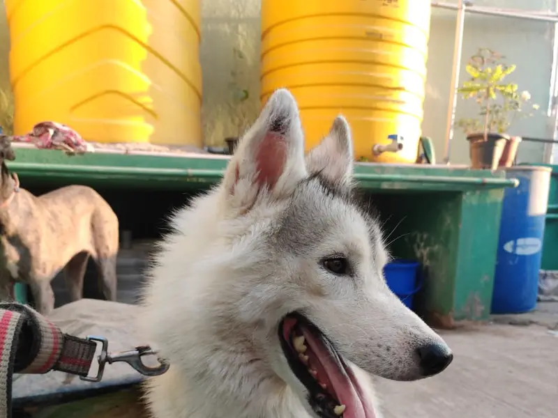 Dog bond, photo 3