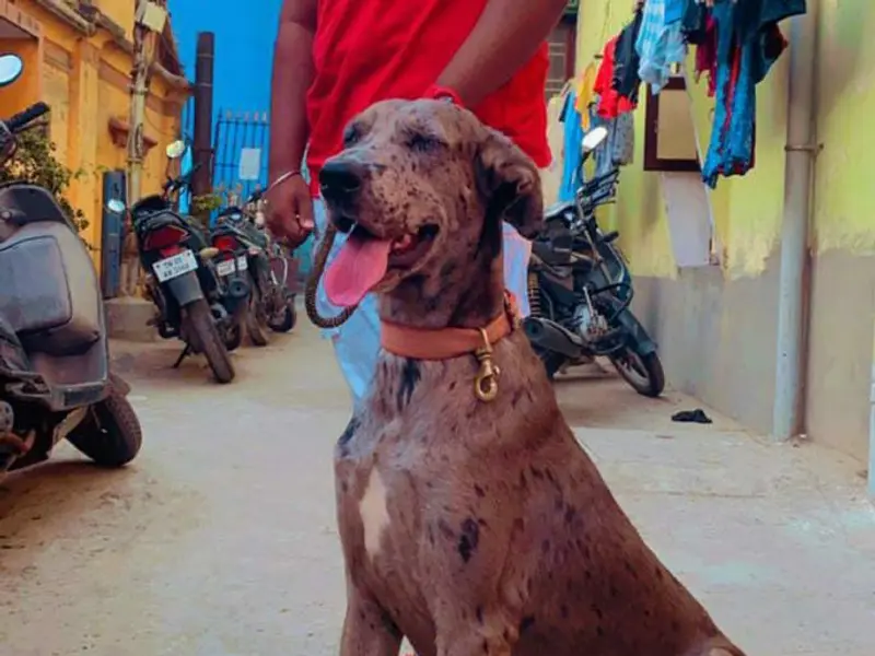 Dog bond, photo 5
