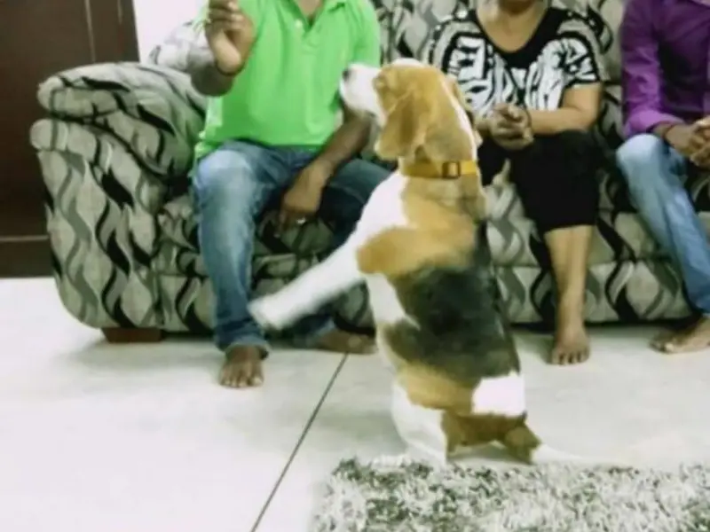 Samrakshana Dog Training Center, photo 4