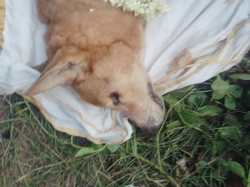 B.A pet cemetery funeral service, photo 3