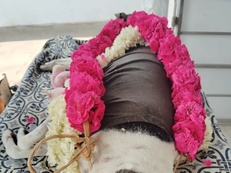 B.A pet cemetery funeral service, photo 4
