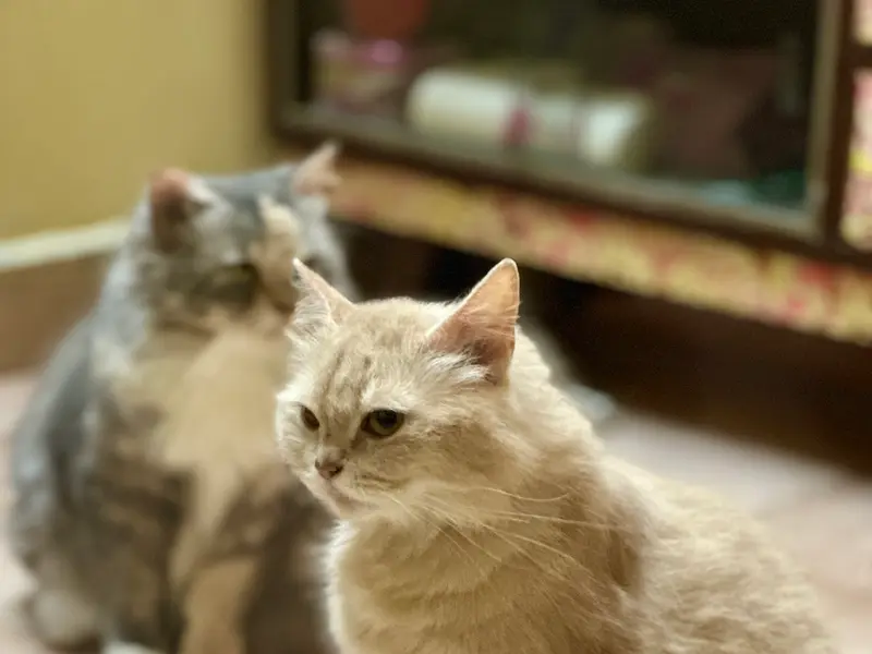 CATS OF CHENNAI, photo 4