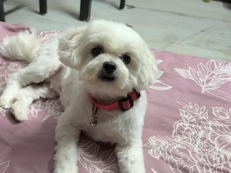ZEN TAIL PET SHOP * CLINIC * SPA, photo 4