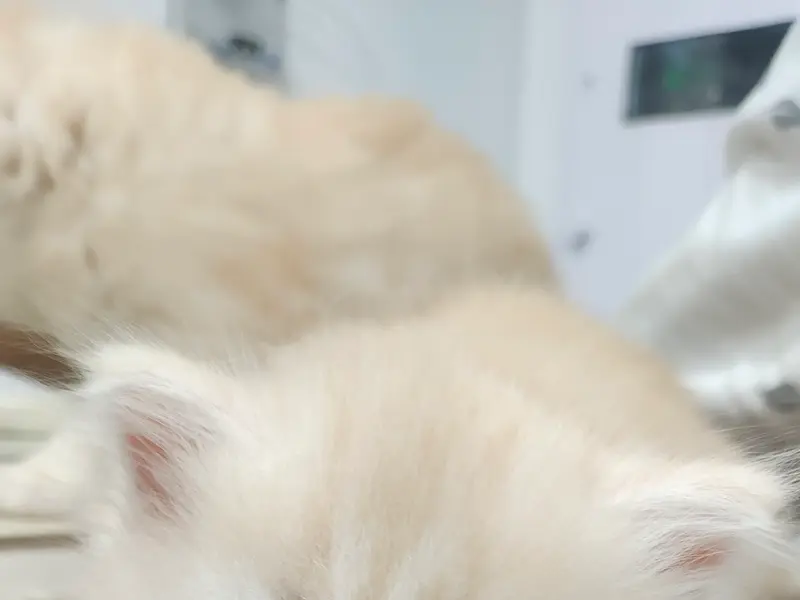 ZEN TAIL PET SHOP * CLINIC * SPA, photo 5