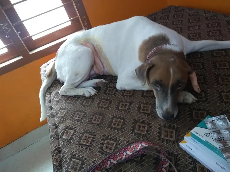 DG Veterinary Clinic, photo 3