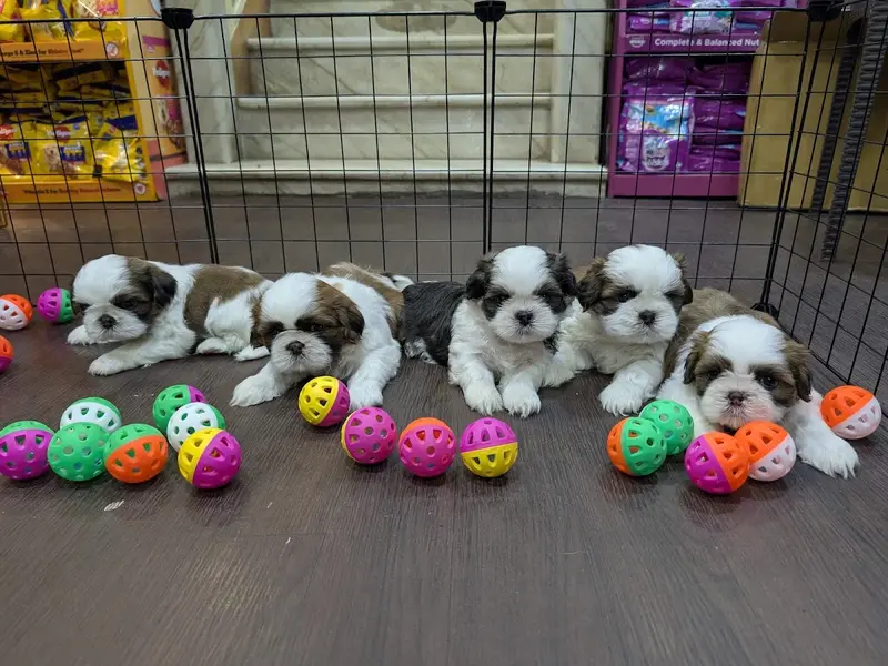 Puppies and Kittens, photo 2