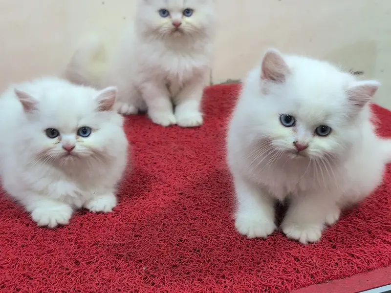 Puppies and Kittens, photo 4