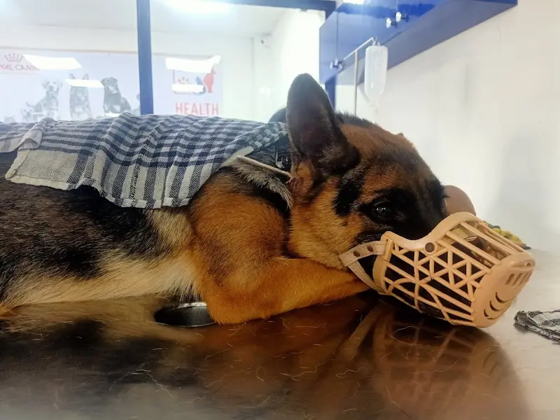 Auropet Clinic & Petstore( A Group of Auro Multispeciality pet Hospital), photo 5