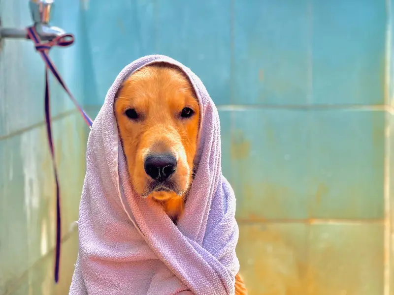 Dora's Pet Boarding & Pet Grooming Services, photo 3
