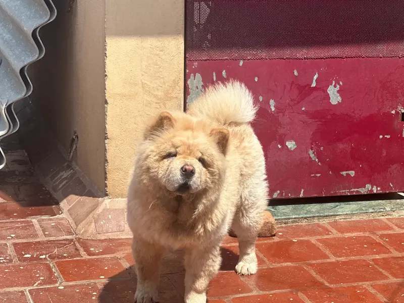 Dora's Pet Boarding & Pet Grooming Services, photo 5