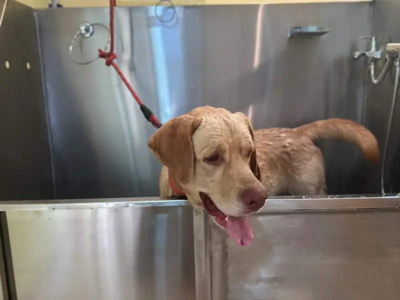 Luxury Paws Pet Shop - Pet Grooming and Pet boarding services, photo 3
