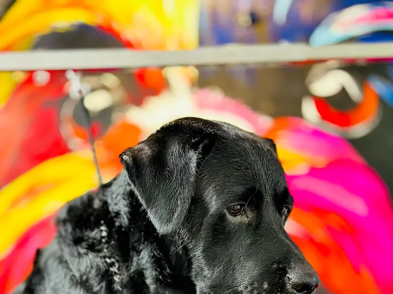 Luxury Paws Pet Shop - Pet Grooming and Pet boarding services, photo 5