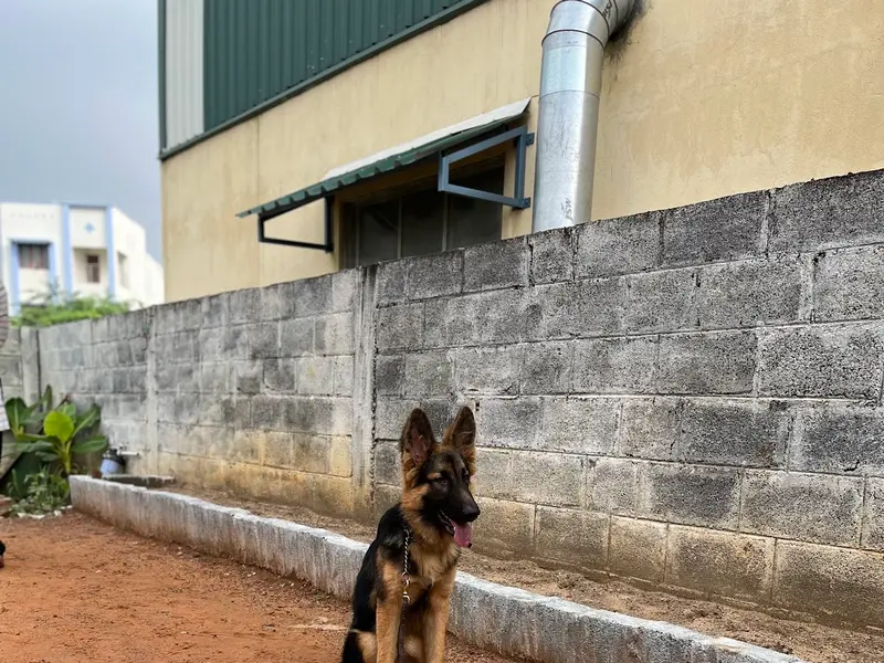 CHENNAI SMART DOG TRAINERS & Dog Boarding, photo 2
