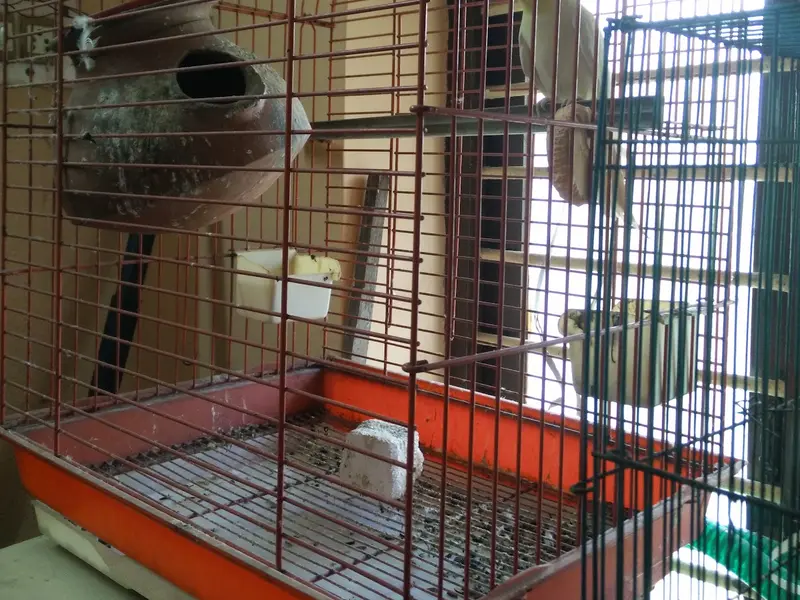 Kayal's Inn for Pets, photo 3