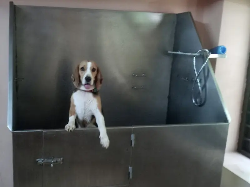 Kayal's Inn for Pets, photo 5