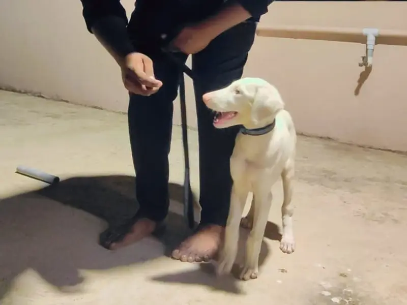 Leo Dog Training Academy, photo 5