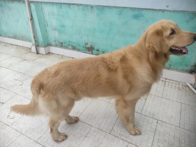 Lucky Pet Spa & Grooming, photo 2