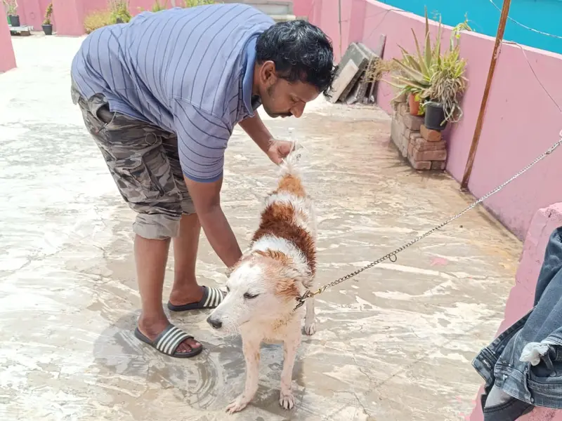 Lucky Pet Spa & Grooming, photo 3