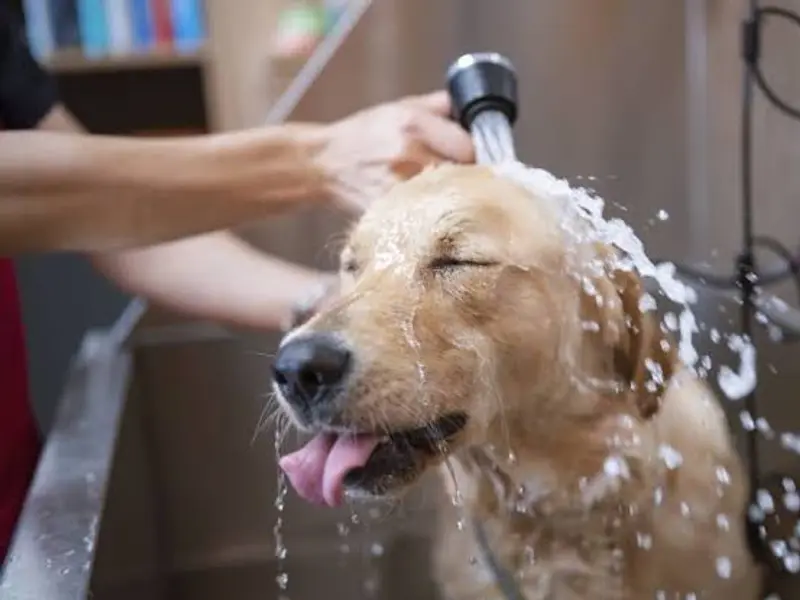 Lucky Pet Spa & Grooming, photo 4