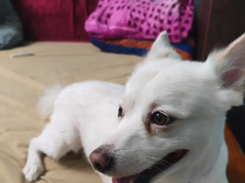 Lucky Pet Spa & Grooming, photo 5