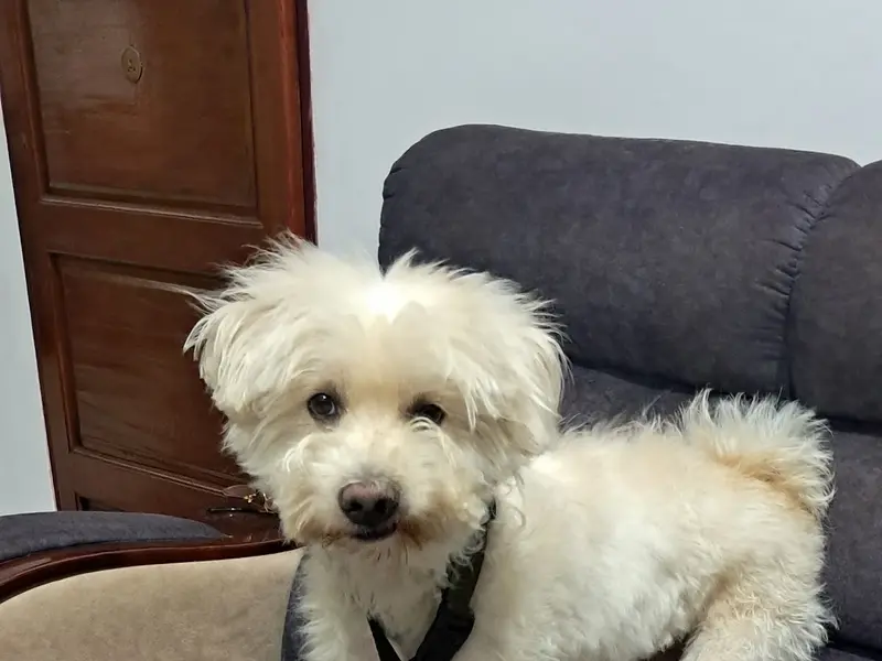 Lucky Pet Spa & Grooming