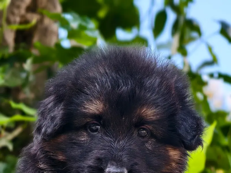 Puppies for sale in Chennai, photo 2