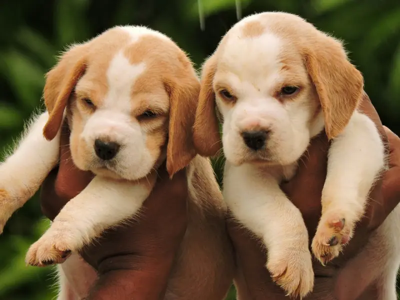 Puppies for sale in Chennai, photo 3