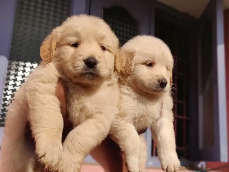 Puppies for sale in Chennai, photo 4