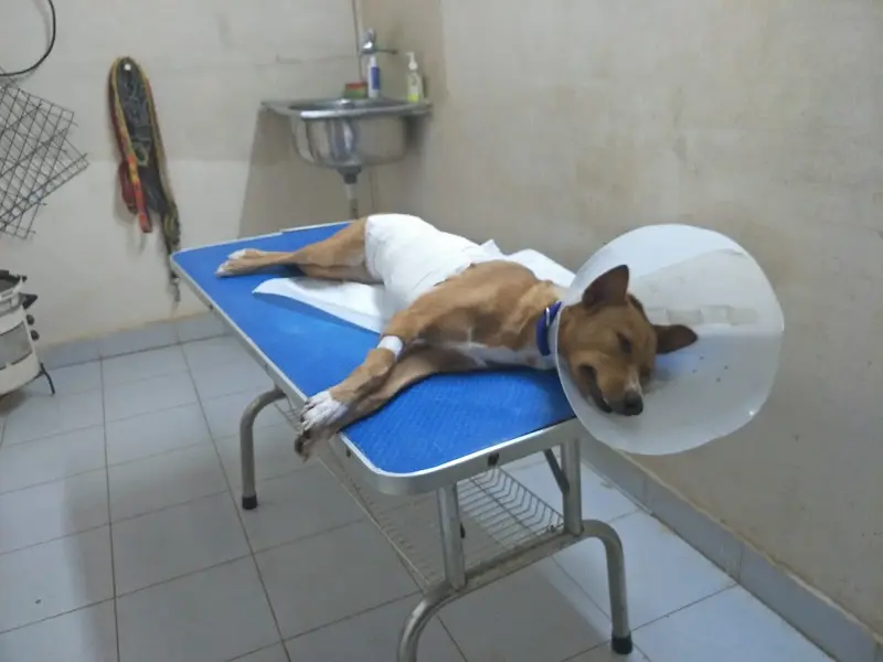 Paws and Claws Pet Clinic, photo 3