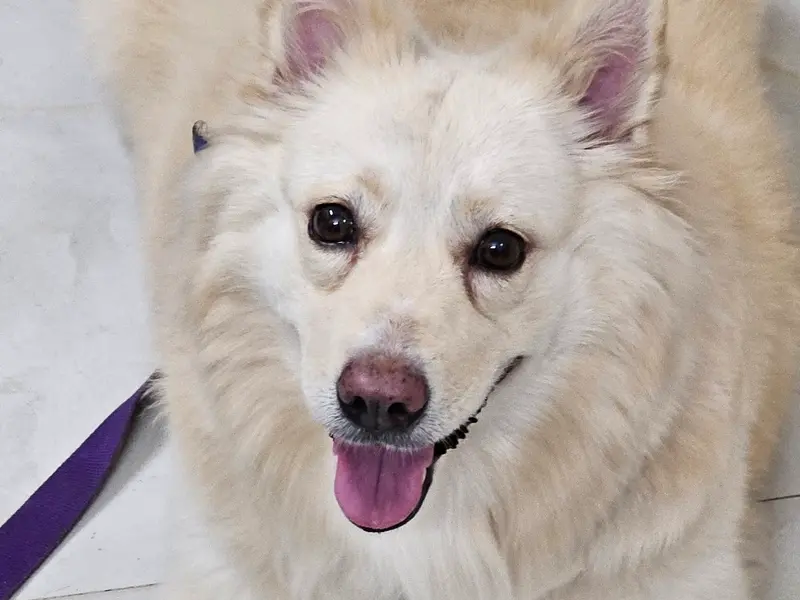 Paws and Claws Pet Clinic, photo 5