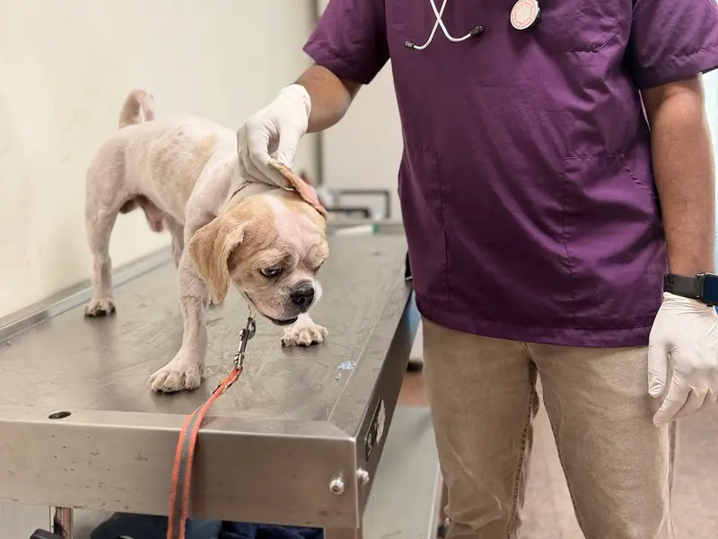 Petcure Pet Hospital, photo 4