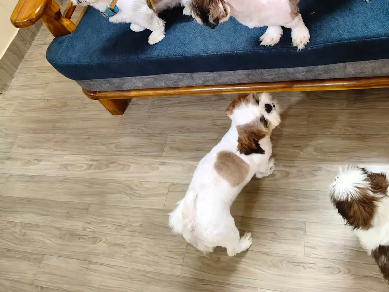 The Pet's Country - Pets Store, Pet Clinic & Vet Pharmacy, photo 3